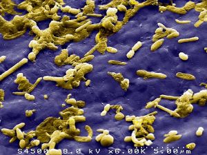 microbiote intestinal